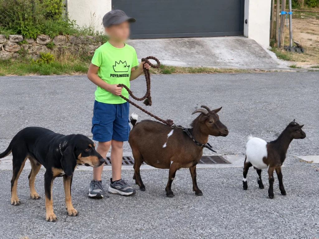 Illustration de De nombreux animaux bénits au Chalon