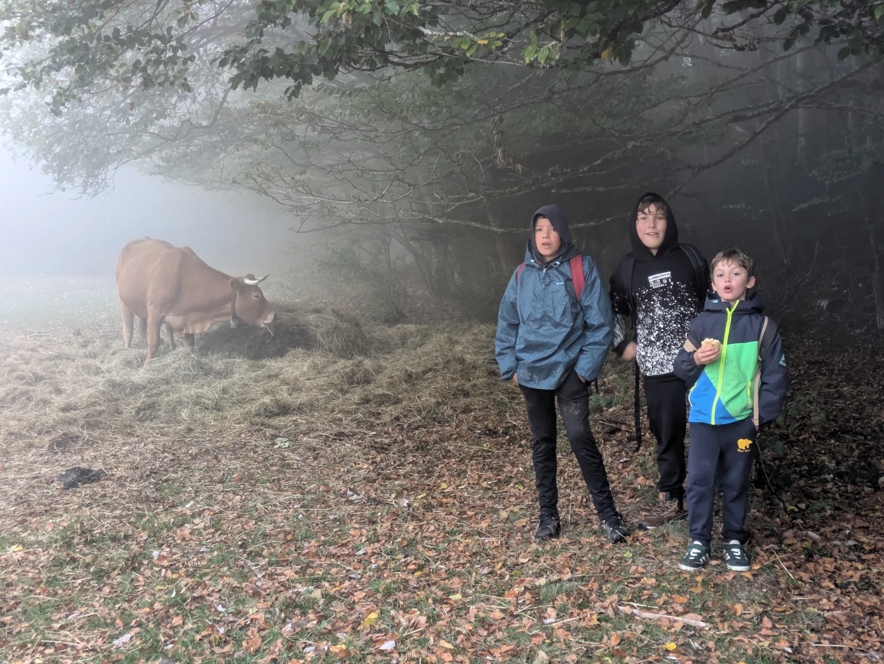 Illustration de Du brouillard, de la pluie, des vaches… et de la joie !