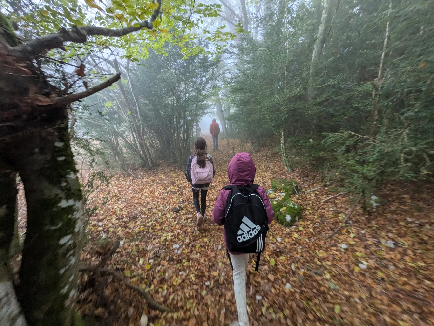 Illustration de Du brouillard, de la pluie, des vaches… et de la joie !